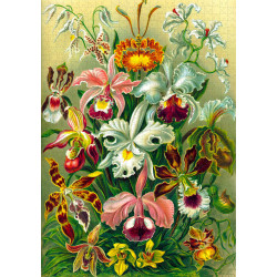 Imagination Puzzle: Ernst Haeckel Orchidea / Orchid 1000 elementów