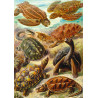 Imagination Puzzle: Ernst Haeckel Chelonia / Żółwie morskie, 1000 elementów