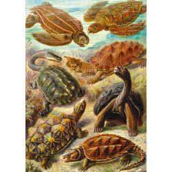 Imagination Puzzle: Ernst Haeckel Chelonia / Żółwie morskie, 1000 elementów