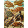 Imagination Puzzle: Ernst Haeckel Chelonia / Żółwie morskie, 1000 elementów