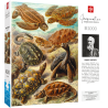Imagination Puzzle: Ernst Haeckel Chelonia / Żółwie morskie, 1000 elementów