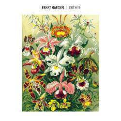 Good Loot Imagination Painting by Numbers: Ernst Haeckel Orchidea (malowanie po numerach)