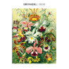 Good Loot Imagination Painting by Numbers: Ernst Haeckel Orchidea (malowanie po numerach)
